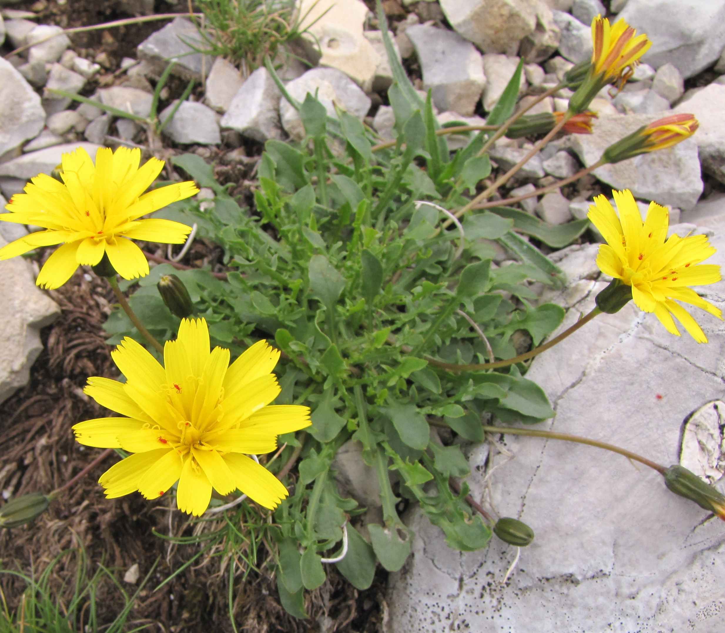 Robertia taraxacoides / Costolina appenninica